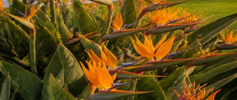 Orange and blue Birds of Paradise flowers in a garden bed beside the Sanctuary Lakes waterfront at golden hour